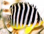  ,  (Centropyge multifasciata, Paracentropyge multifasciata), M 