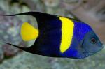  ,  , - (Pomacanthus asfur), S 