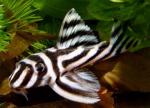 , L046, L098 (Hypancistrus zebra), S