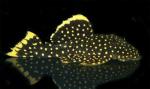  L018, L085, LDA060 (Baryancistrus xanthellus, L018, L085, LDA060), M 