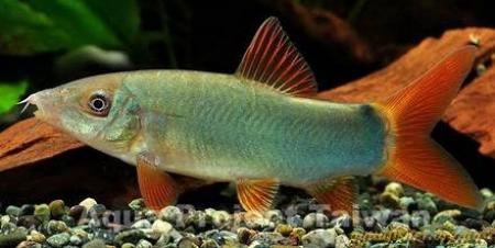  ,   (Yasuhikotakia modesta, Botia modesta), L 