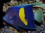 -,  (Pomacanthus maculosus, Pomacanthus striatus), S 