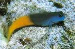 -  (Ecsenius bicolor), L 