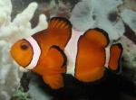 Клоун перкула, амфиприон клоун, оранжевый амфиприон, рыба-клоун (Amphiprion percula), L