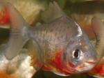  , ,   (Piaractus brachypomus, Colossoma brachypomus, Colossoma bidens), S 