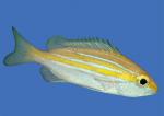  ,  , -  (Lutjanus kasmira), M 