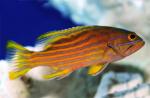  ,  (Chephalopholis polleni), M 