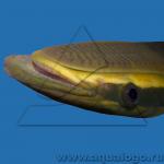  ,    (Echeneis naucrates), S 