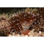    (Macrodactyla doreensis "Actinia tenebrosa"), M 