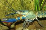 -  (Cherax quadricarinatus), M 