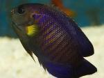   (Centropyge flavipectoralis), L 