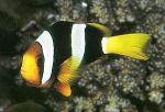    XL Amphiprion clarkii