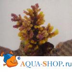 Коралл пластиковый желто-коричневый, 8х7х10 см
