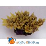 Коралл пластиковый желто-коричневый, 14х11.5х6 см