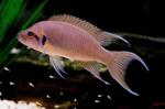  ,   (Neolamprologus brichardi, Lamprologus brichardi), L 