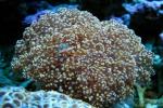   (Euphyllia divisa, Euphyllia paradivisa), L 