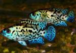   " " (Archocentrus octofasciatum sp. "Blue Dempsey"), S 