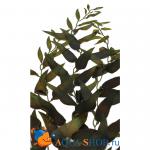 Растение шелковое, морские водоросли 60 см