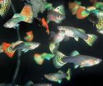  (Poecilia reticulata var.), M 
