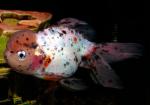   (Carassius auratus var.), S 