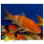- - (Cyprinus carpio var.), S 