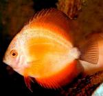    (Symphysodon aequifasciatus var.), L 