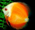    (Symphysodon aequifasciatus var.), L 