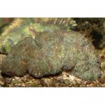 ,   ( Wellsophyllia sp.), L