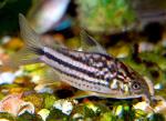  ,   (Corydoras napoensis), M 