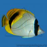    (Chaetodon lineolatus), S 