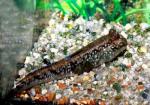    (Periophthalmus barbarus), M 