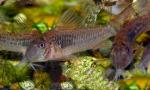   (Corydoras septentrionalis), M 