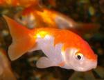  - (Carassius auratus var.), M 