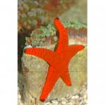    (Fromia milleperella), S 
