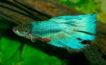    (Betta splendens var.), M -  