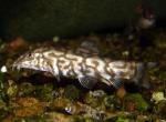   (Botia lohachata), L 