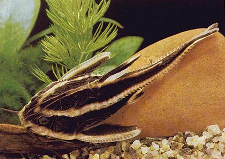 Платидорас полосатый (Platydoras costatus), L 