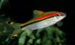   (Puntius denisonii, Barbus denisoni), L 