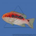   (Variola louti), S 