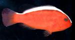   (Amphiprion akallopisos), M 