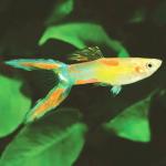   (Poecilia reticulata var.), M 