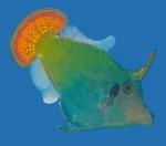    (Pervagor melanocephalus), S 