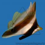   ,   (Heniochus chrysostomus, Heniochus permutatus), S 