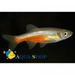 -  (Devario sondhii, Danio devario "sondhi"), M 