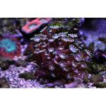   (Alveopora sp.), M 