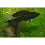    (Poecilia sphenops var.), M 