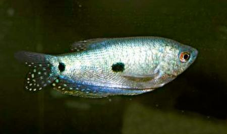     (Trichogaster trichopterus - var.), S 