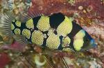  ,   (Pogonoperca punctata),  L 