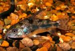    (Corydoras paleatus), S 