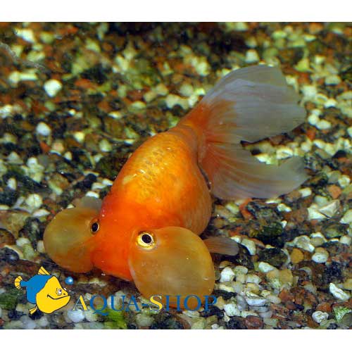  . .  (Carassius auratus var.), M 